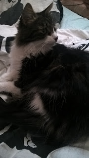 Kaverini perheen kissa Misty, kaiken kaikkiaan kissoja oli neljä: Misty, Mac, Monni ja Maru.