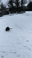 Karvaterapiaa