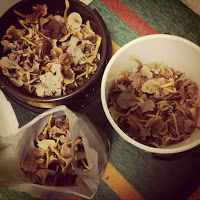 Isänpäivän sienimetsän saalis