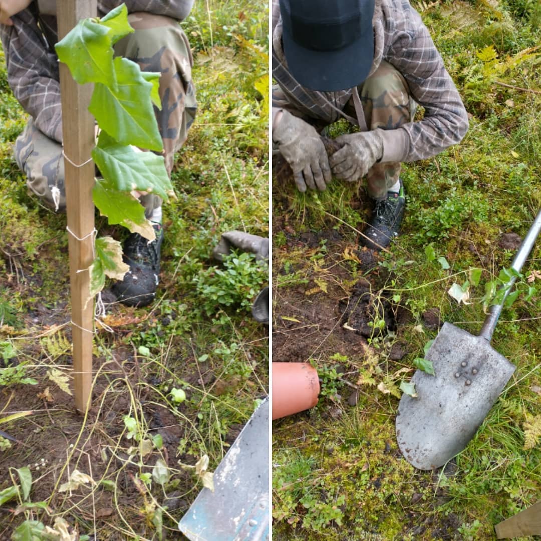 Koivun istusta metsään