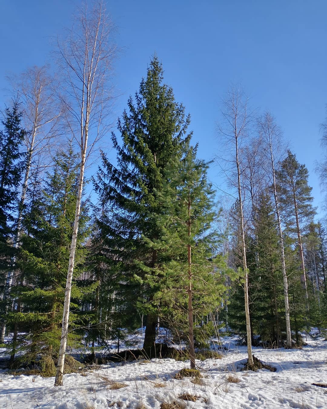 voiko parempaa olla kuin "vähän" luminen metsä ja auringon paiste 🤩
